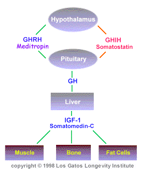Growth Hormone pathways