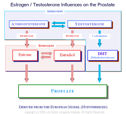 Balanced Influences of Estrogen and Testosterone on the Prostate in the Aging Male